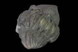 Wide Enrolled Flexicalymene Trilobite - Mt Orab, Ohio #137485-1